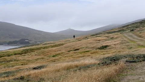 Man tracking in rough and windy grass landscape on island, Falkland Islands Stock Photos