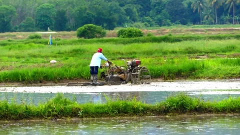 A man on a tractor plowing paddy field for cultivation using a small machine Video stock 155939092