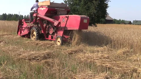 Man with tractor thresh winter barley in summer field Stock Footage 52770100