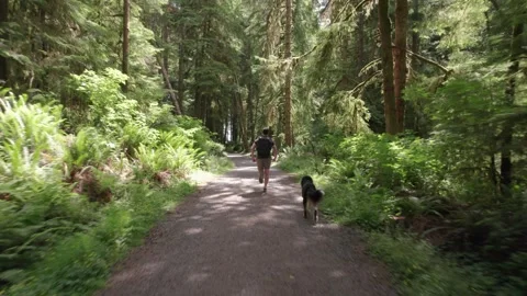 Man trail running through lush forest with happy dog, outdoor activity Stock Footage 246609889