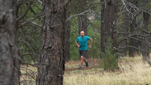 A man trail running through a pine forest Stock Footage 92422362