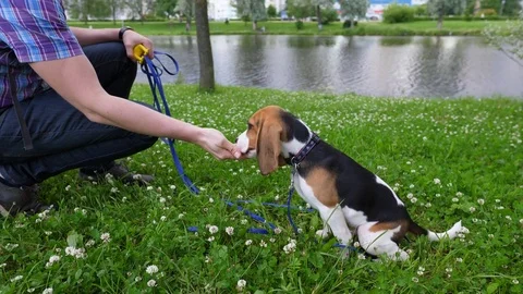 Man train young beagle for sit down command, give snack as reinforcement Video stock 81442695