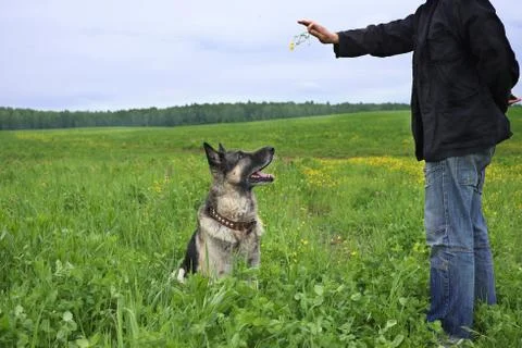 Man Training Dog 写真素材