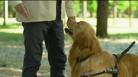 Guide Dog Training Stock Footage ~ Royalty Free Stock Videos 