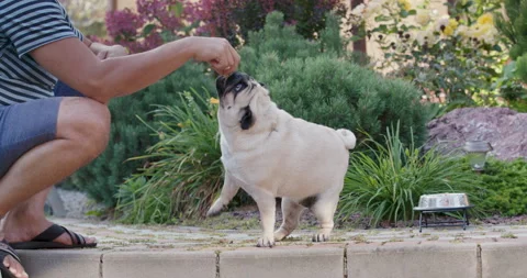 Man training his dog and giving food. Stock Footage 139822011