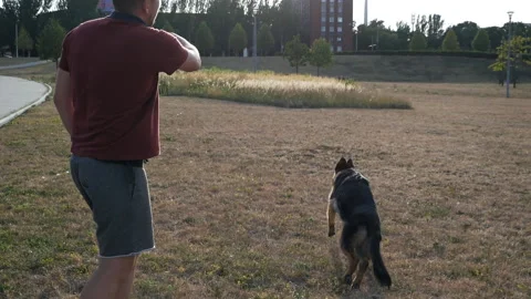 Man training his dog playing ball in the dog park without leash, training the Stock-Footage 137977408