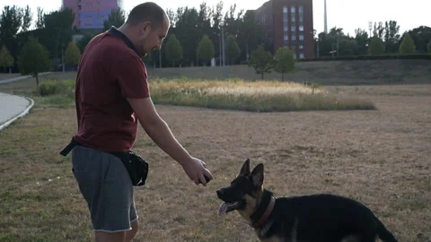 Man training his dog playing ball in the dog park without leash, training the Stock Footage 137977465