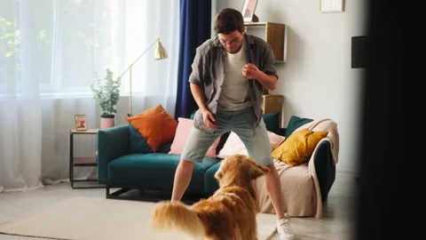 Man training his dog, throwing small ball to obedient golden retriever in living Stock Footage 156086606