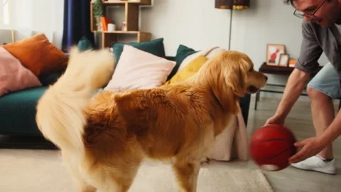 Man training his dog, throwing basketball ball to golden retriever in living 스톡 동영상 156481376