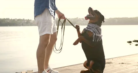 Man training his dog tricks by lake Stock Footage 168608602