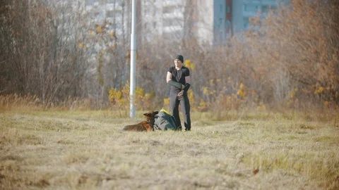 A man training his german shepherd dog - putting on protective sleeves and Stock Footage 118781603