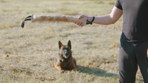 A man training his german shepherd dog - incite the dog on the grip bait and Stock Footage 118782272