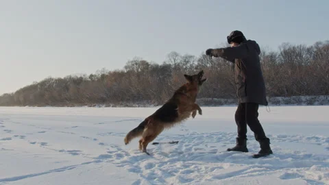 Man training a large German shepherd in nature in winter. Trainer teaches the Stock Footage 147383397