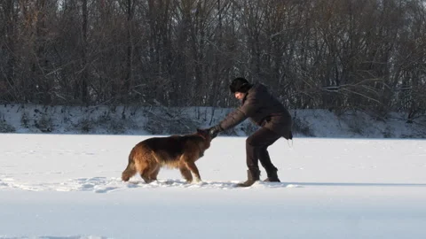 Man training a large German shepherd in nature in winter. Trainer teaches the Stock Footage 147383411