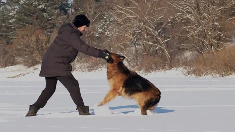 Man training a large German shepherd in nature in winter. Stock Footage 147383556