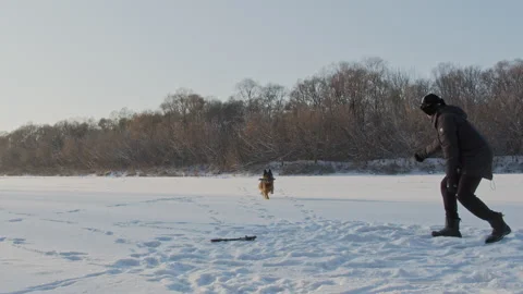 Man training a large German shepherd in nature in winter. Trainer teaches the Stock Footage 219932332