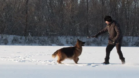 Man training a large German shepherd in nature in winter. Trainer teaches the Stock Footage 219932366