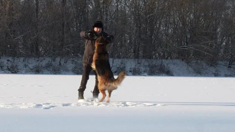 Man training a large German shepherd in nature in winter. Trainer teaches t.. Stock Footage 264927440