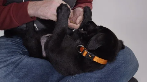 Man training puppy in his lap Stock Footage 110748426