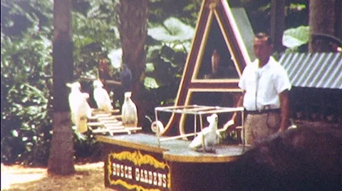 Man Trains Parrots Performing Bird Act Animal Show 1960s Vintage Film Home Movie Stock Footage 8600286