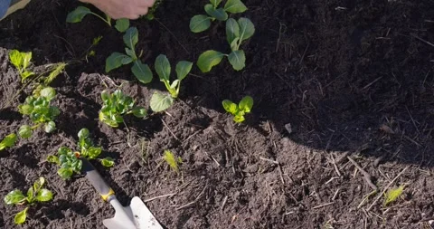 Man transplanting seedlings after checking soil, digging with trowel to set Video stock 347449028