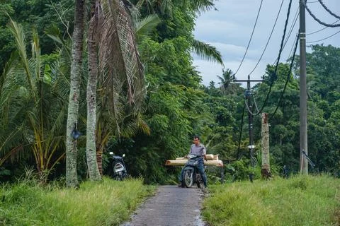 Man Transporting Banana Tree Trunks on a Scooter Stock Photos
