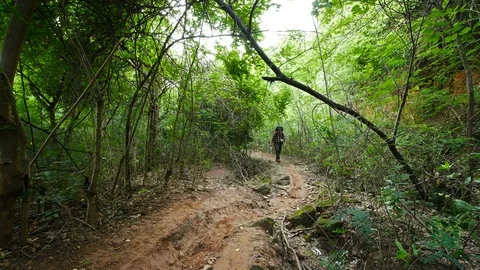 Man traveler with backpack and map in the natural forest Video stock 128196192