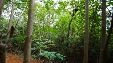 Man traveler with backpack and map searching directions in the natural forest Stock Footage 128203556