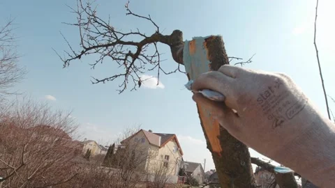 Man Treating A Tree Slow Motion Stock Footage 194360846