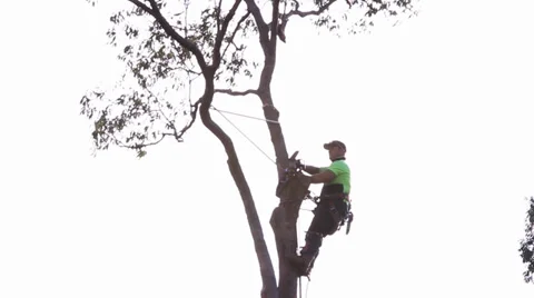 Man in tree with harness Stock Footage 39844662