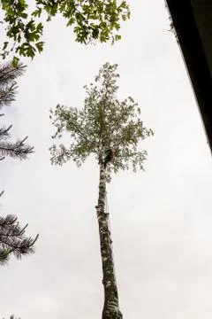 Man on tree. 库存照片