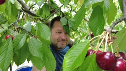 A man in a tree picking cherries Stock Footage 199951692