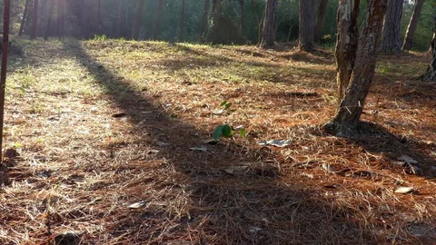 Man trekking in forest.	 Stock Footage 89923567