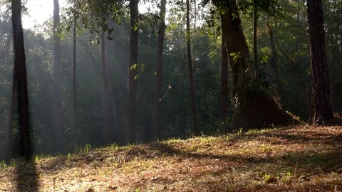 Man trekking in forest.	 Stock Footage 89923589