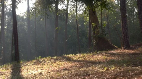 Man trekking in forest.	 Stock Footage 89923630