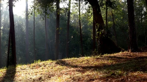 Man trekking in forest.	 Stock Footage 89923639