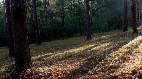 Man trekking in forest.	 Stock Footage 89923659