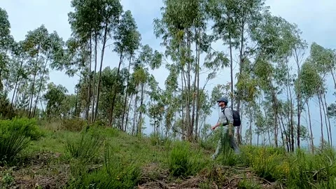 Man Trekking In The Woods Stock Footage