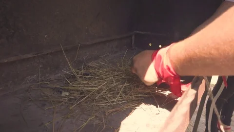 Man tries to create fire from dry grass and flint. summer day Stock Footage 83654180