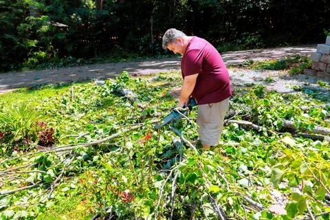 Man trimming branches clearing foliage in residential yard during sunny Stock Photos