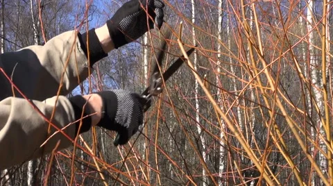 Man trimming bush Video stock 67666840