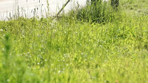Man trimming grass in a garden using a lawnmower Stock Footage