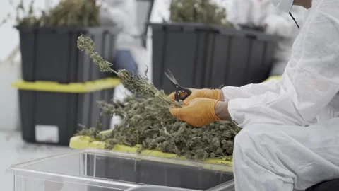 Man Trimming Marijuana by hand Stock Footage