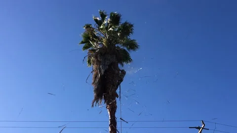 Man Trimming Palm Tree 1 動画素材 143049359
