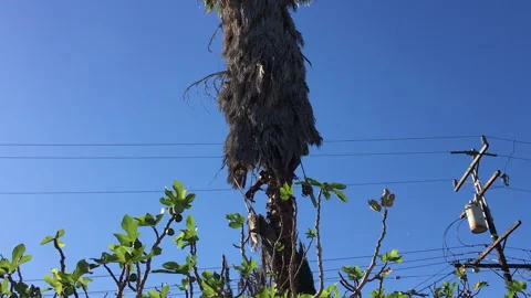 Man Trimming Palm Tree 2 動画素材 143048288
