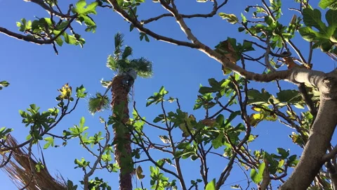 Man Trimming Palm Tree 3 動画素材 143048286