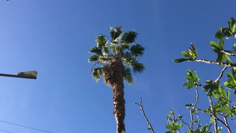 Man Trimming Palm Tree 5 動画素材 143047951