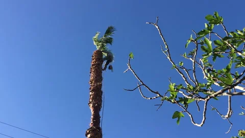 Man Trimming Palm Tree 6 Stock Footage 143047622