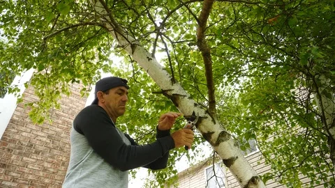 Man trimming, pruning a tree in a landscape, doing yard work, 4k, 60fps. Stock Footage 115849684