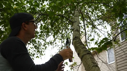 Man trimming a tree, doing yard work in a landscape, 4k, 60fps. Stock Footage 115849709